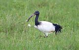 African Sacred Ibis